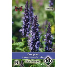 Agastache Astello Indigo