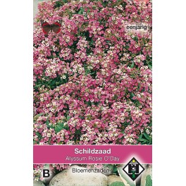 Alyssum maritimum Rosie O'Day