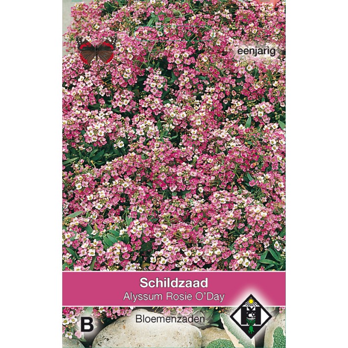 Alyssum maritimum Rosie O'Day