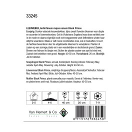 Antirrhinum majus nanum Black Prince
