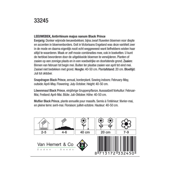 Antirrhinum majus nanum Black Prince