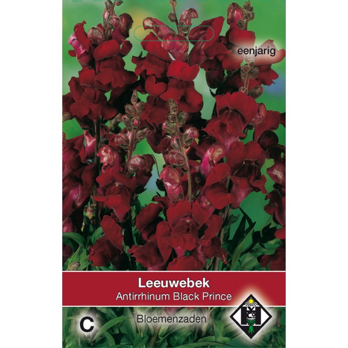 Antirrhinum majus nanum Black Prince