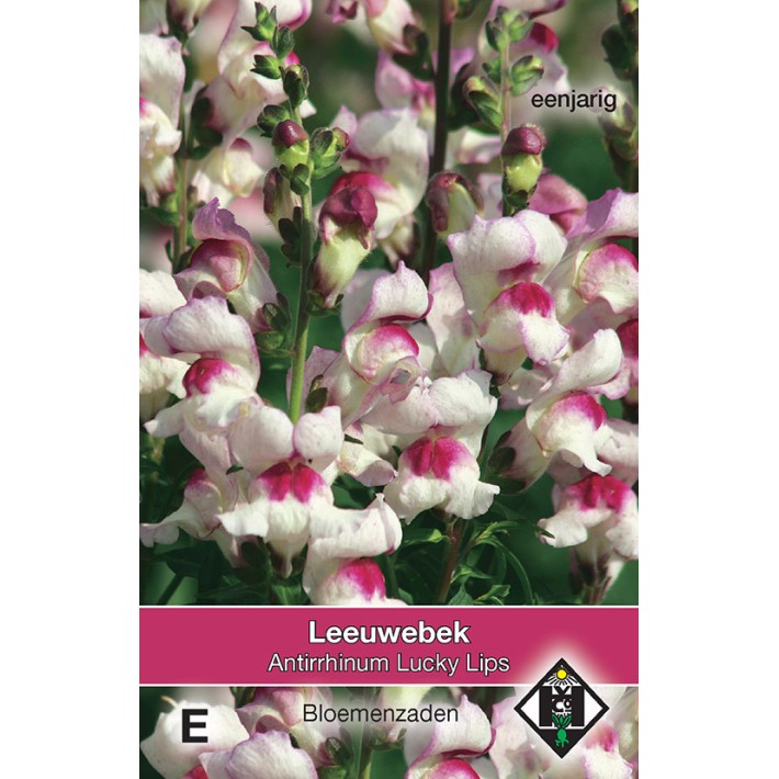 Antirrhinum majus Lucky Lips