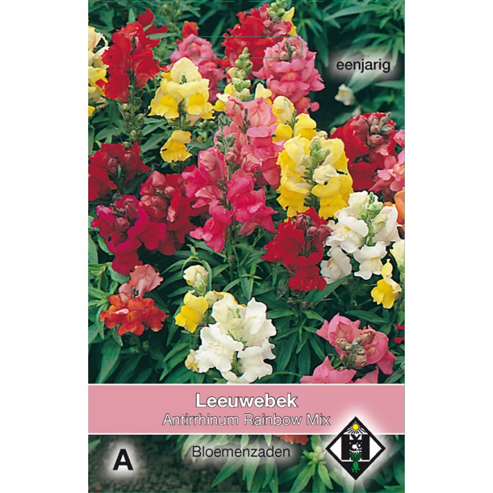 Antirrhinum majus Rainbow Mix