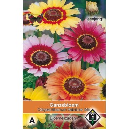 Chrysanthemum carinatum Rainbow Mix