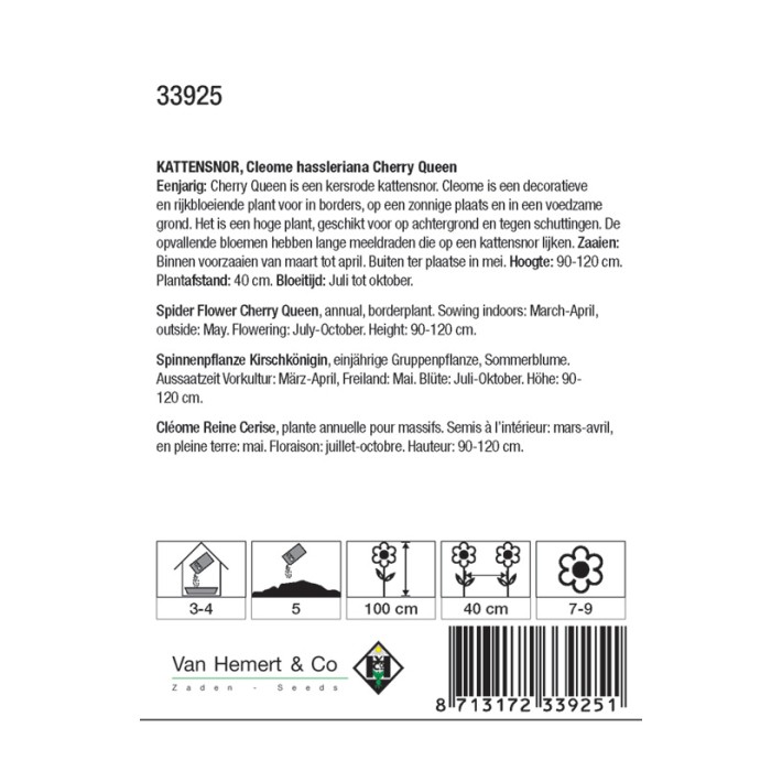 Cleome hassleriana Cherry Queen
