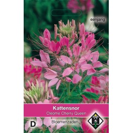 Cleome hassleriana Cherry Queen
