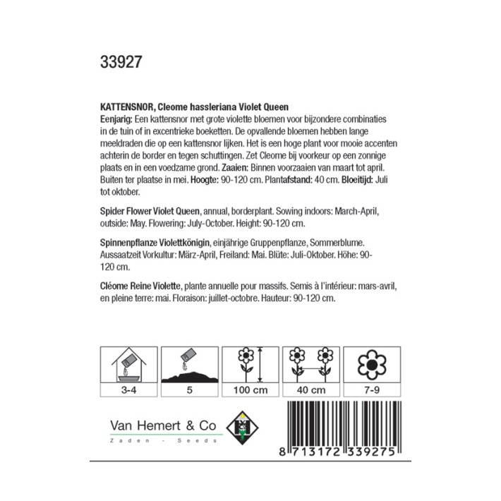 Cleome hassleriana Violet Queen