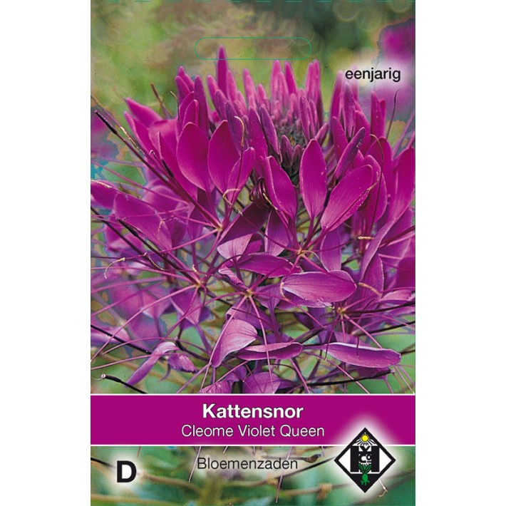 Cleome hassleriana Violet Queen
