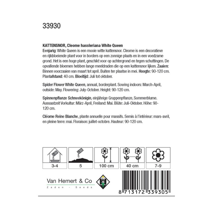 Cleome hassleriana White Queen