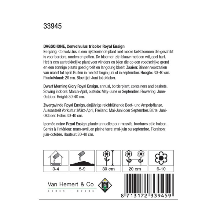 Convolvulus tricolor Royal Ensign