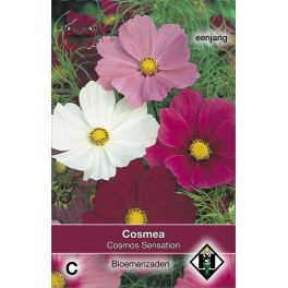 Cosmos bipinnatus Sensation