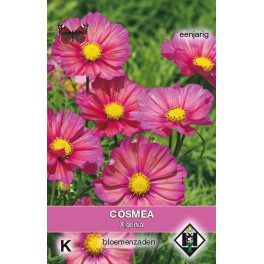 Cosmos bipinnatus Xsenia