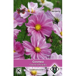Cosmos bipinnatus Rosetta