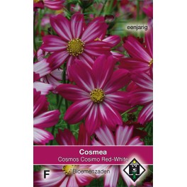 Cosmos bipinnatus Cosimo Red-White