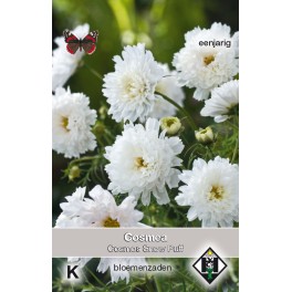 Cosmos bipinnatus Snow Puff