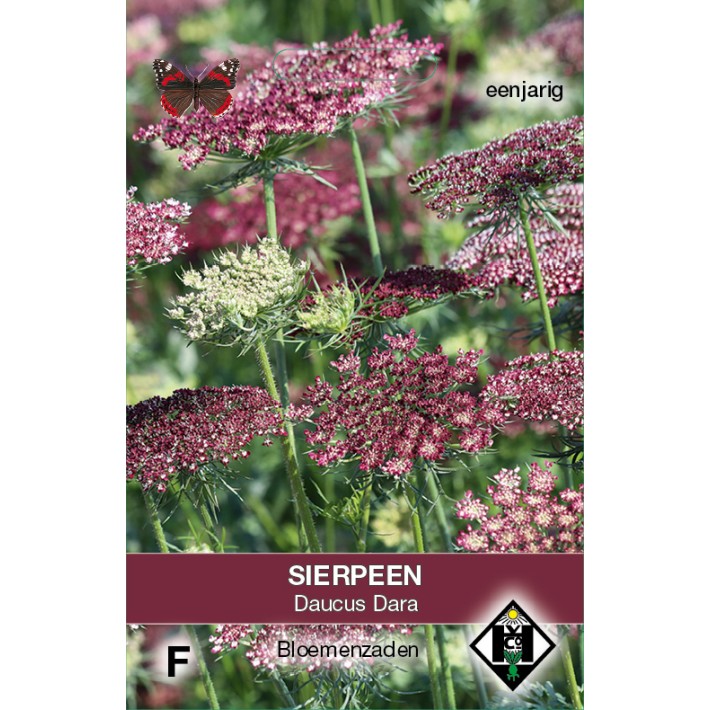 Daucus carota Dara