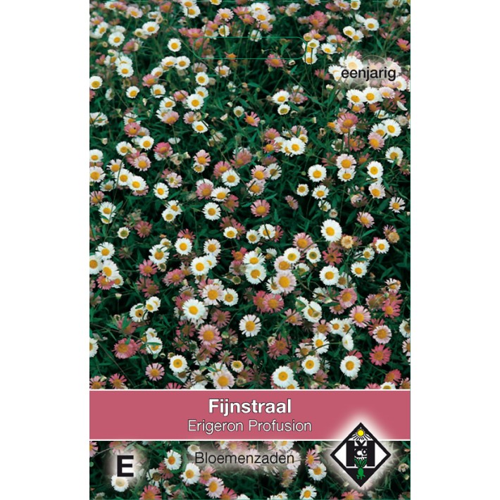 Erigeron karvinskianus Profusion