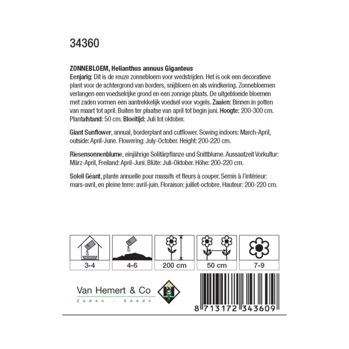 Helianthus a. Giganteus