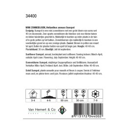 Helianthus a. Sunspot