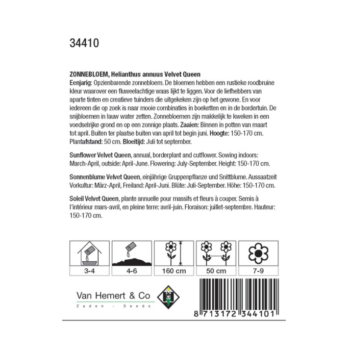 Helianthus a. Velvet Queen