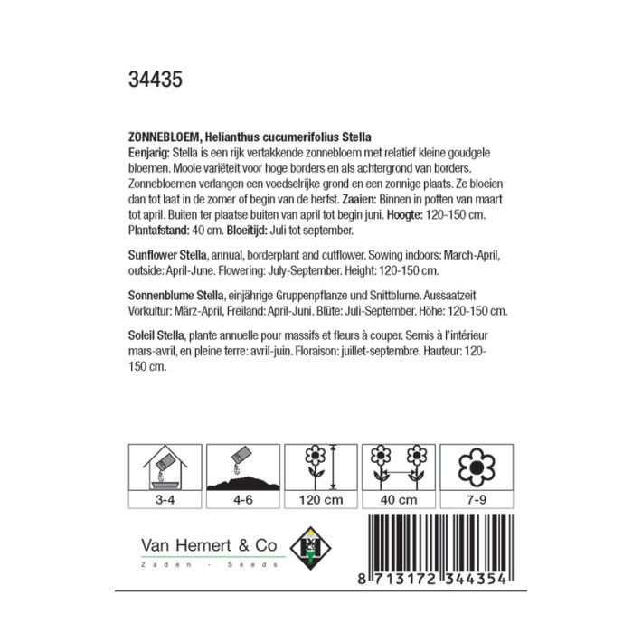 Helianthus cucumerifolius Stella