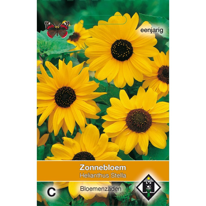 Helianthus cucumerifolius Stella