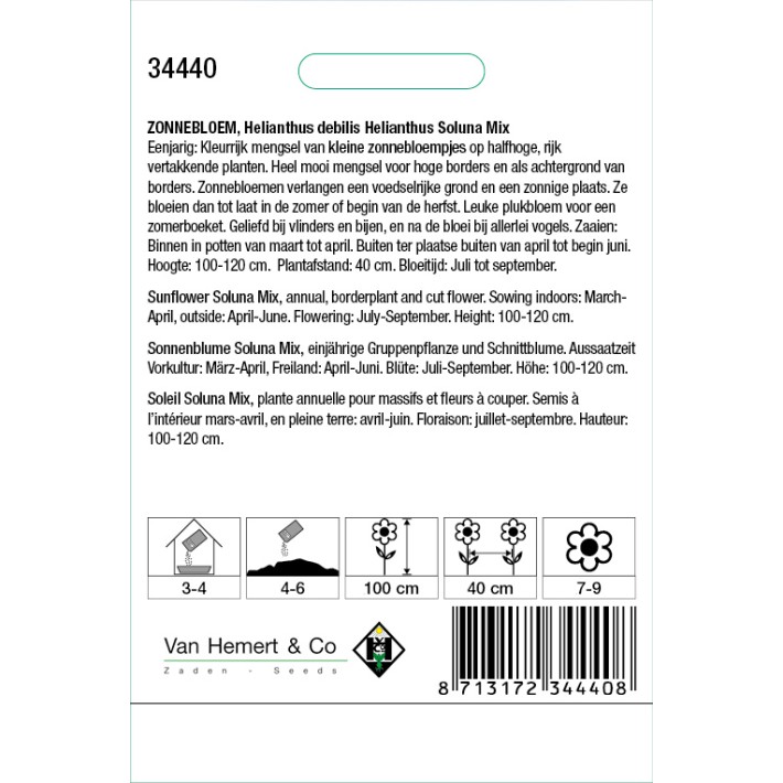 Helianthus debilis Soluna Mix