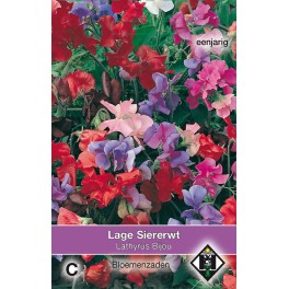 Lathyrus odoratus Bijou