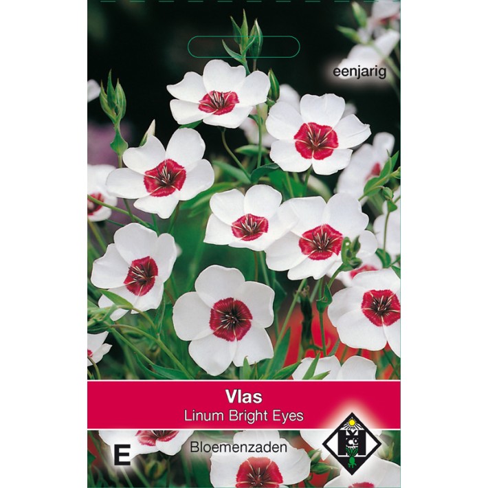 Linum grandiflorum Bright Eyes