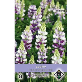 Lupinus hartwegii Avalune Lilac