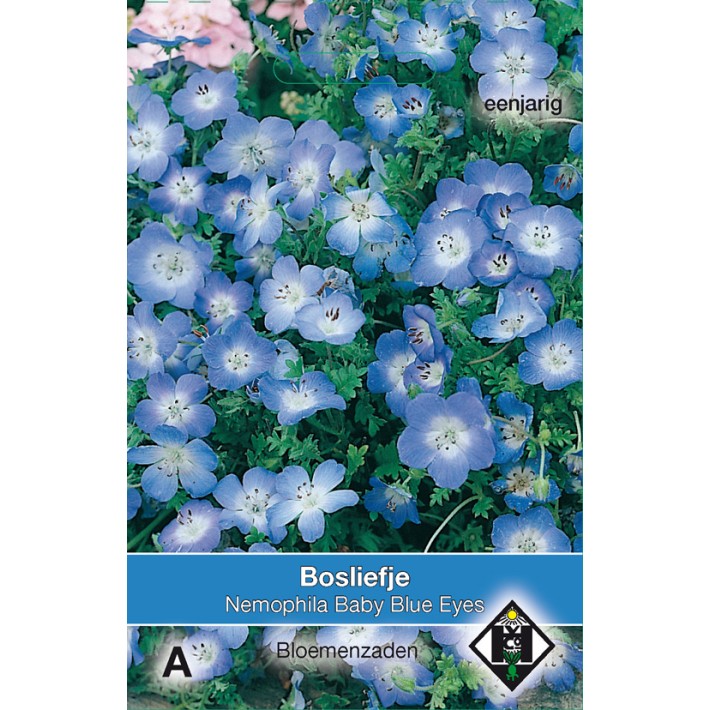 Nemophila menziesii Baby Blue Eyes