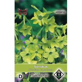 Nicotiana alata Lime Green