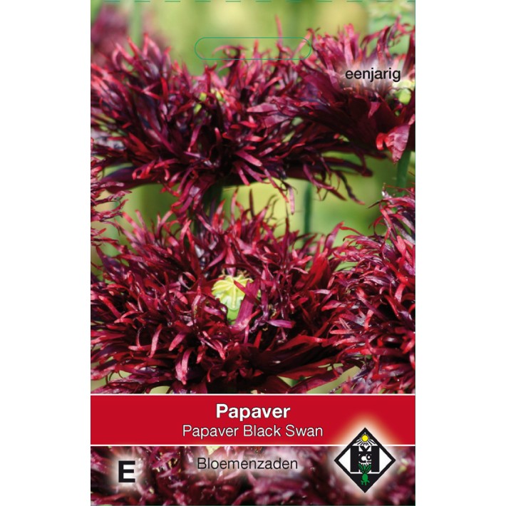 Papaver somniferum Black Swan