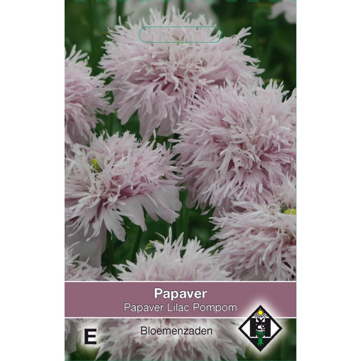 Papaver somniferum Lilac Pompom