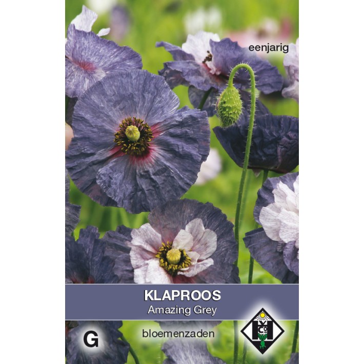 Papaver rhoeas Amazing Grey