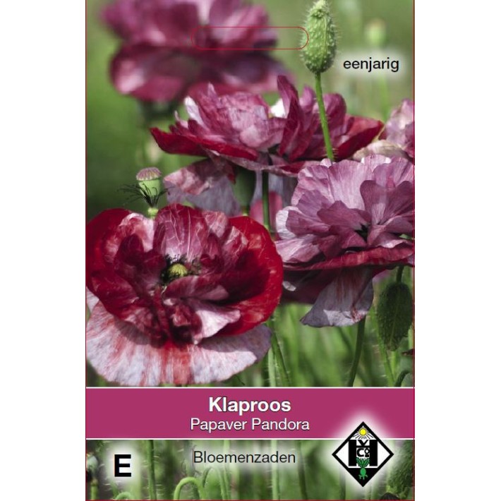 Papaver rhoeas Pandora