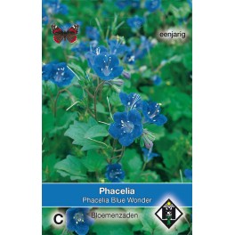 Phacelia campanularia Blue Wonder