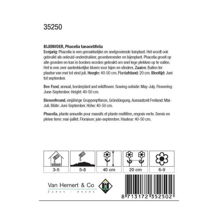 Phacelia tanacetifolia