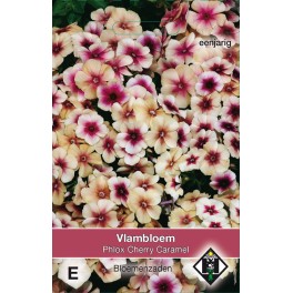 Phlox drummondii Cherry Caramel