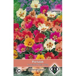 Portulaca grandiflora Bella Vista Mix