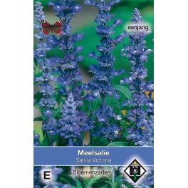 Salvia farinacea Victoria