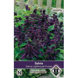 Salvia Lighthouse Purple