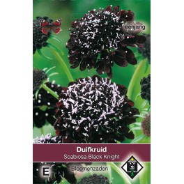 Scabiosa atropurpurea Black Knight