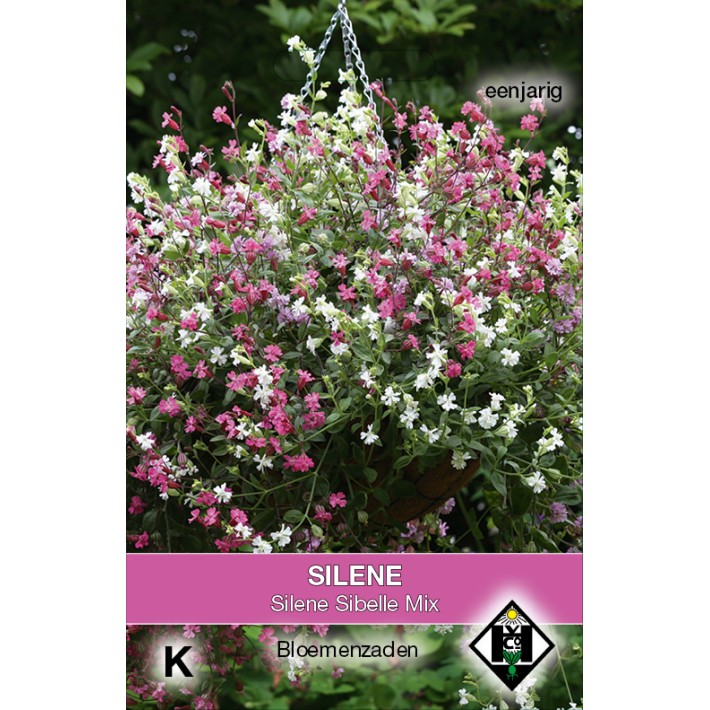 Silene pendula Sibella Mix