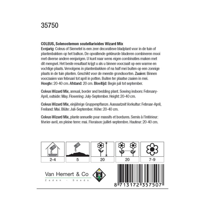 Solenostemon Wizard Mix