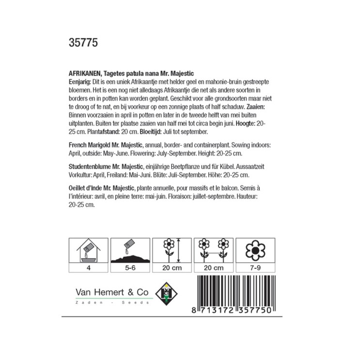 Tagetes patula nana Mr. Majestic