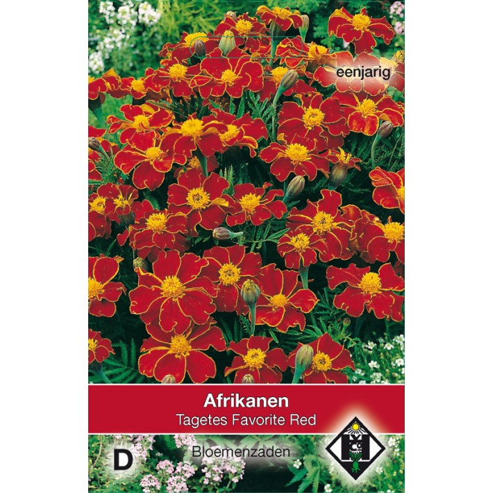 Tagetes patula nana Favorite Red
