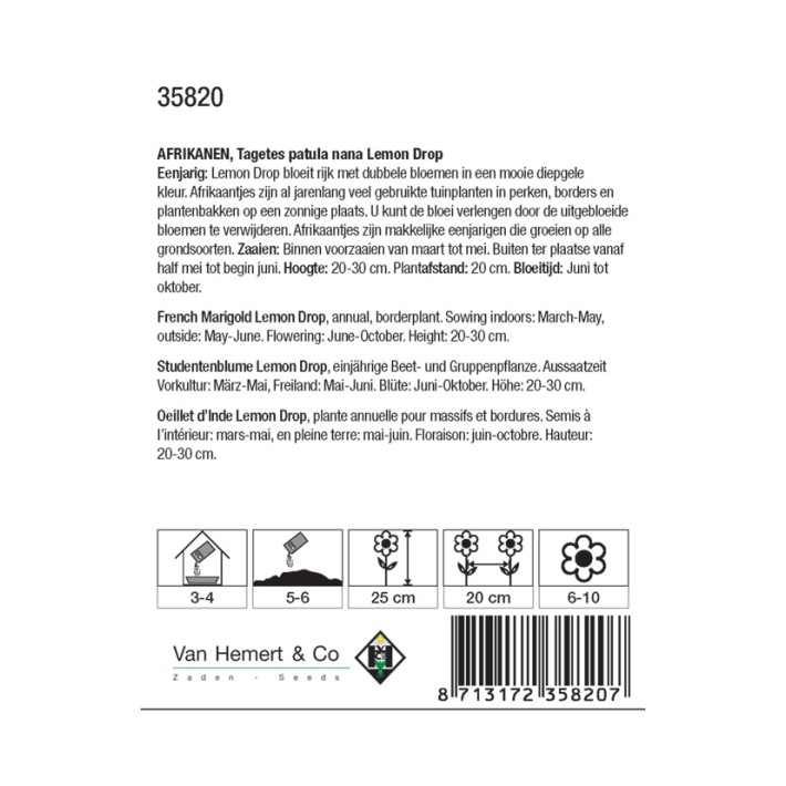 Tagetes patula nana Lemon Drop