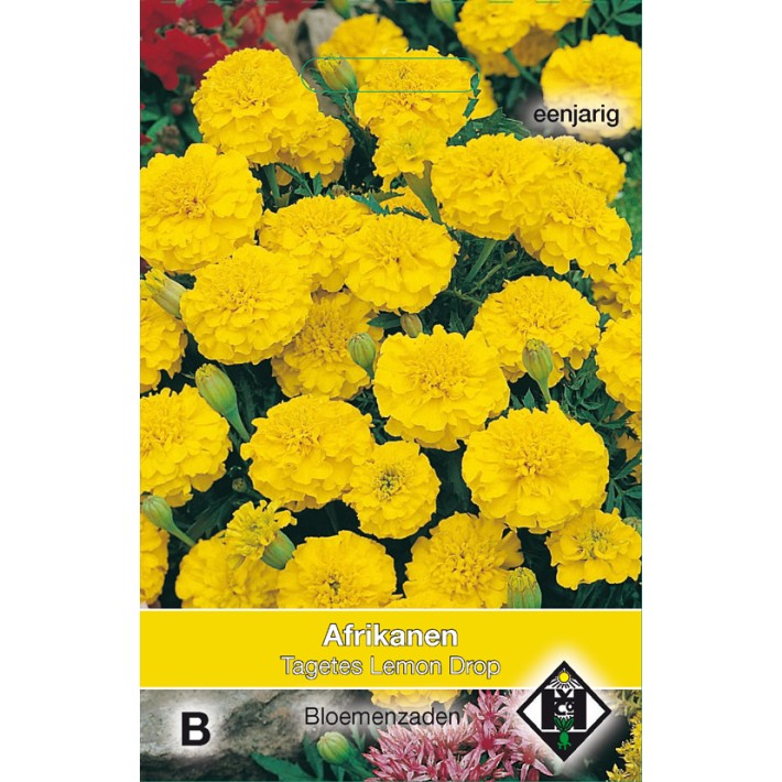 Tagetes patula nana Lemon Drop